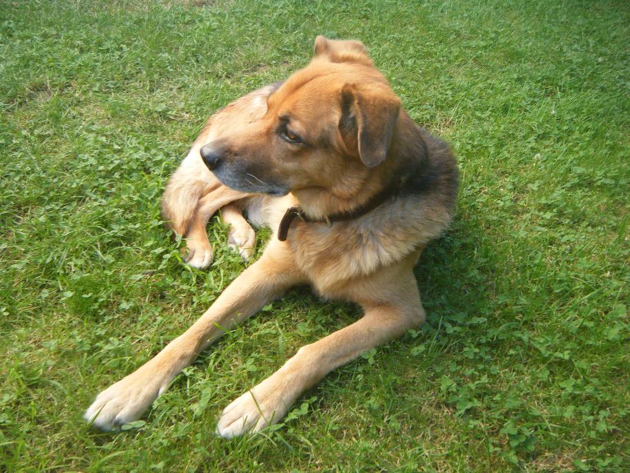 Felix im Garten Juli 2009