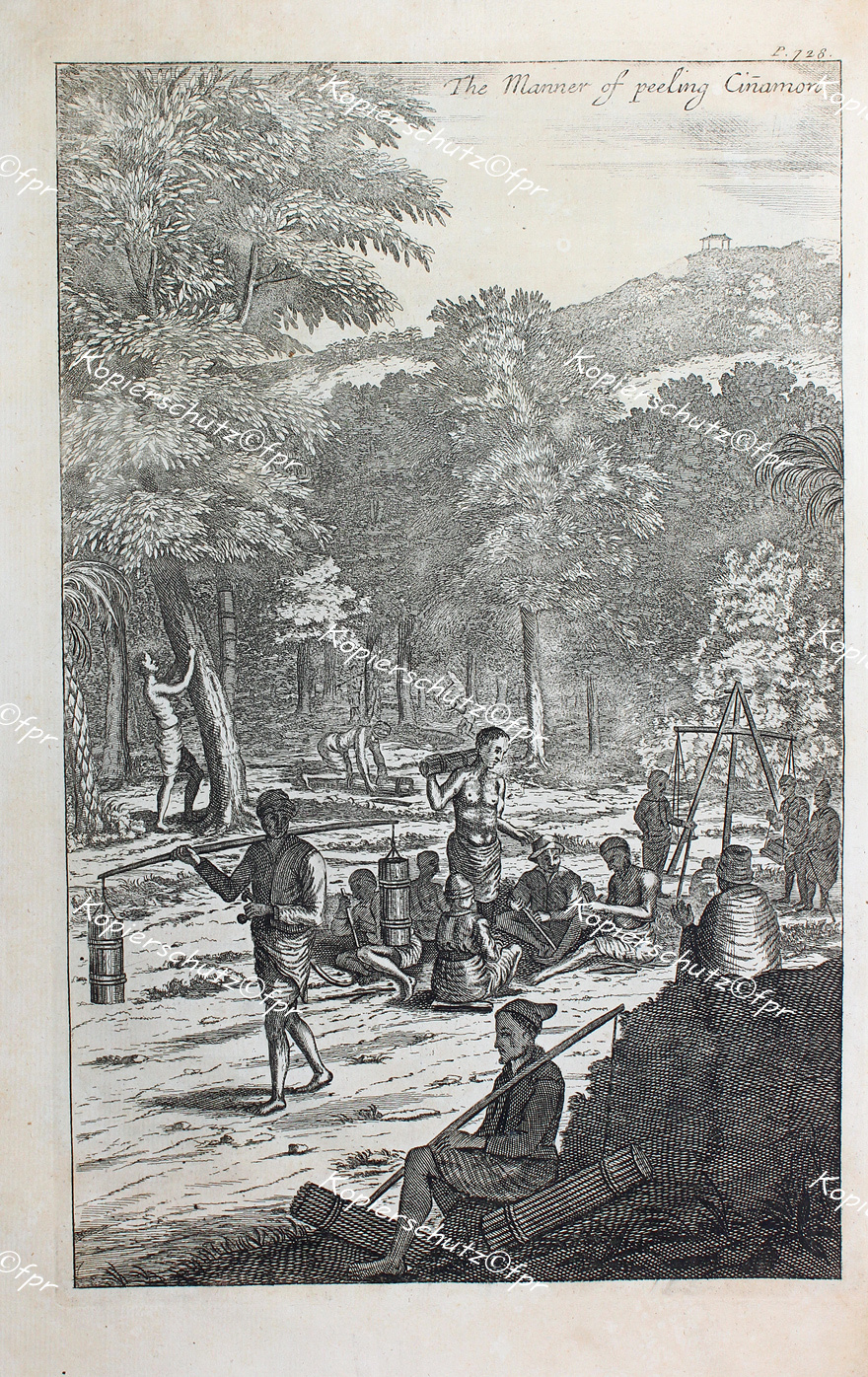 Sri Lanka Ceylon Zimt-Baum Gewürz Rinde Plantage Kolonie Cinnamon East-India